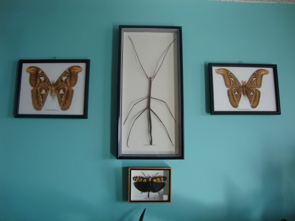 Insects, framed, bugs 