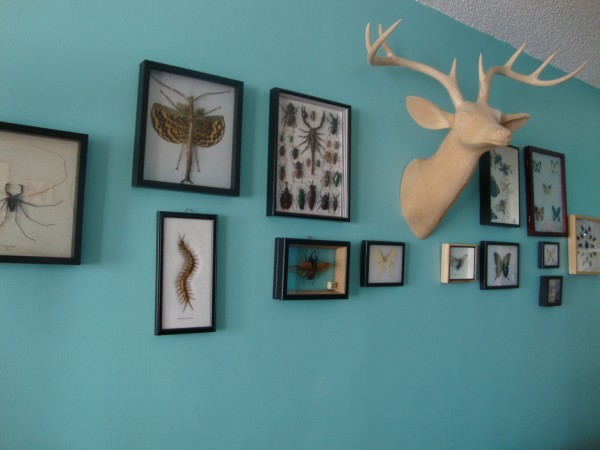 Insects frames, bug collection