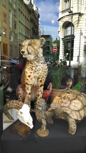 Deyrolle Paris Window