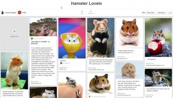 Pinterest - Hamster Lovin