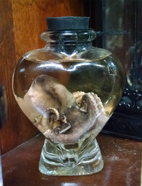 Octopus in a jar