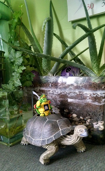 Turtle in the Garden