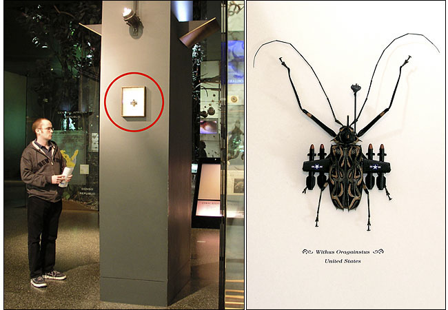 Banksey Bug at Natural History