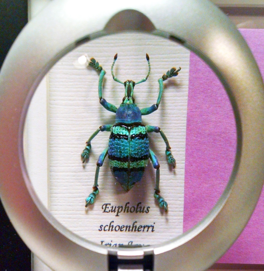 Blue Weevil