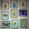 Insect Botanical Art Collection Paintings of Bugs