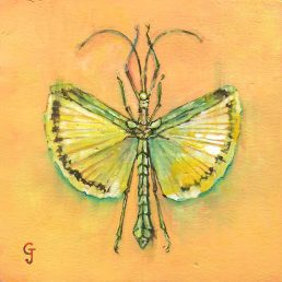 insect specimen watercolor painting original art interior design decor