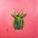 Pygoplatys Acutus Insect Wrapped Canvas Original Painting
